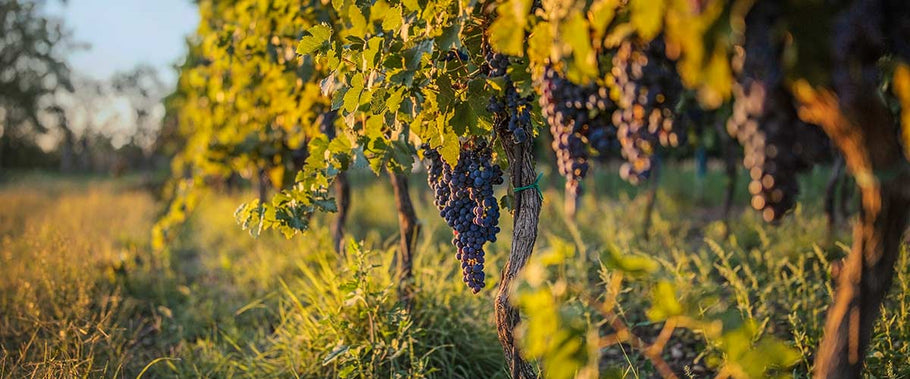 These grape varieties are best suited for the finest sparkling wine