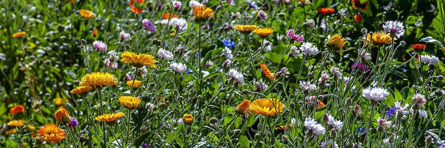 So fördern Winzer die Biodiversität im Weingarten