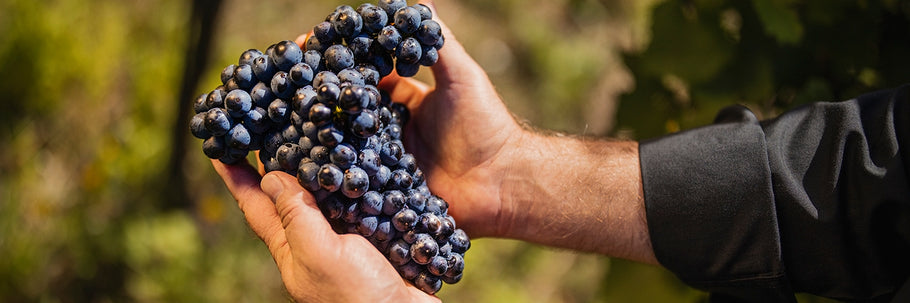 Wissenswertes über sortenreinen Sekt und Cuvées