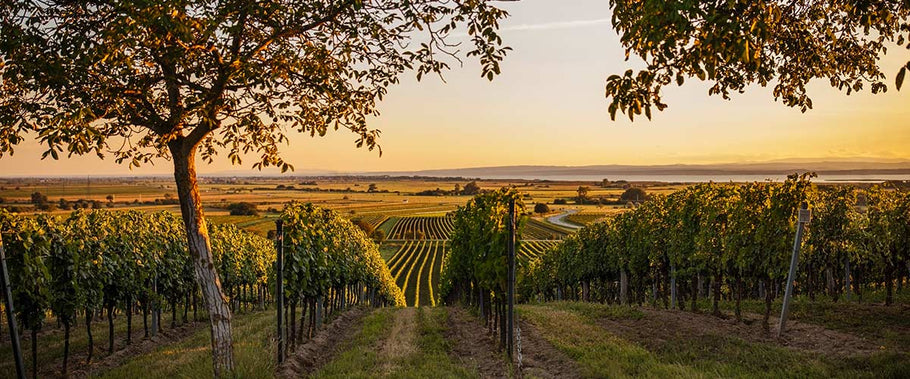 Deshalb wachsen am Neusiedlersee die besten Weine